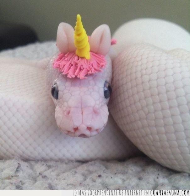 serpiente,albina,unicornio,existe,gorro,sombrero,cuerno